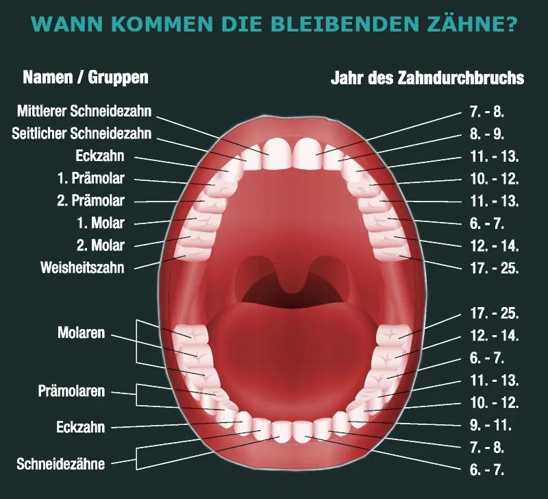 Bleibende Zähne - Man sagen, dass der Zahnwechsel mit etwa 6 Jahren beginnt, und mit dem 25. Lebensjahr vollendet ist