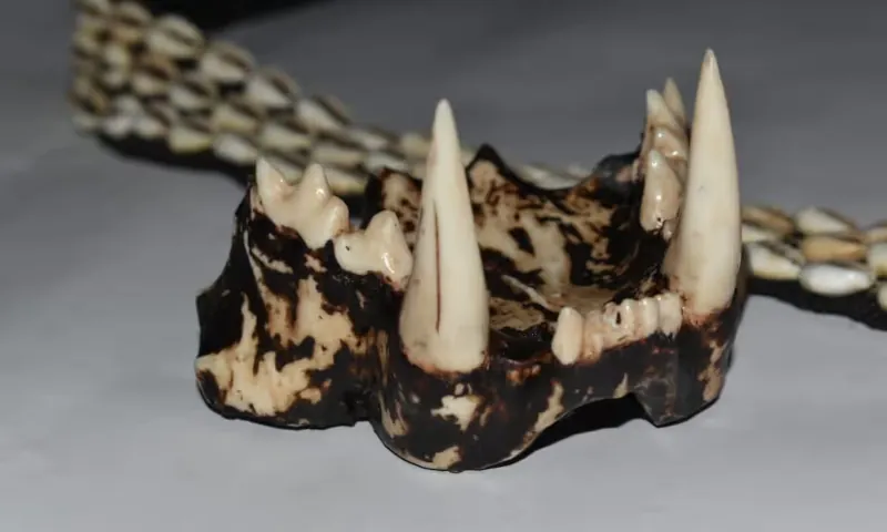 Tigerzähne aus dem 3D-Drucker
